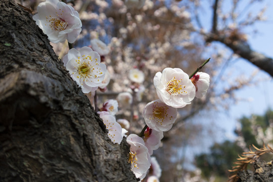 梅花