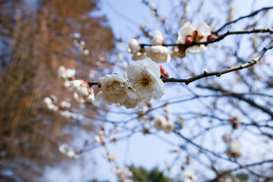 梅花