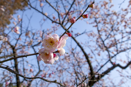 梅花