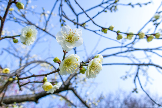梅花