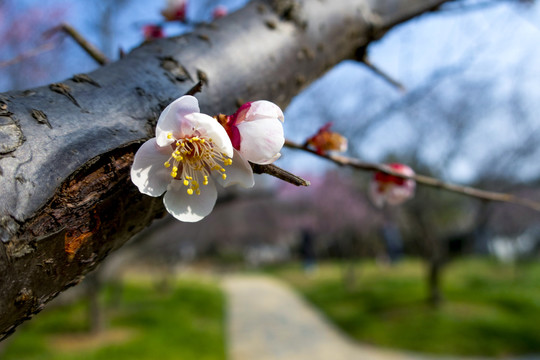 梅花
