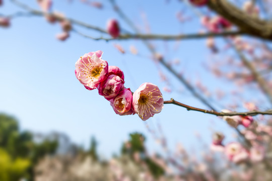 梅花