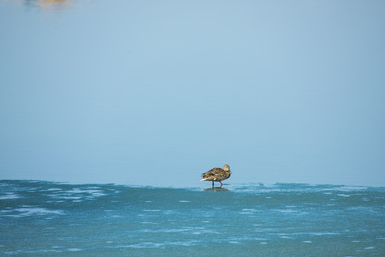 野鸭