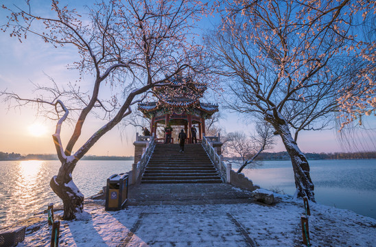 西提桃花