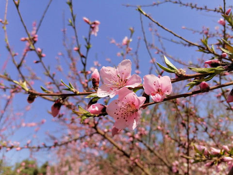 桃花