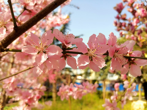 桃花