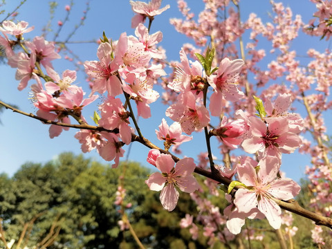桃花
