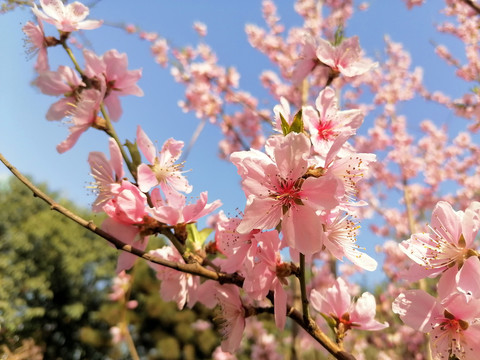桃花
