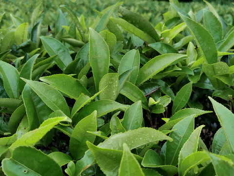 高山云雾茶