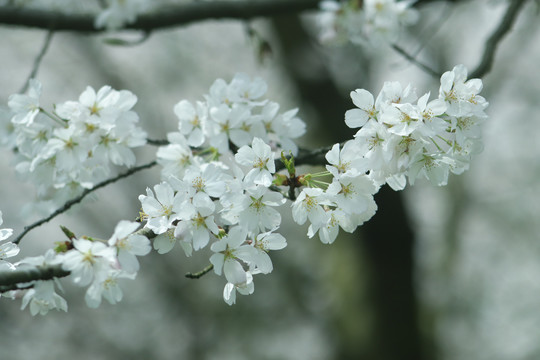 樱花