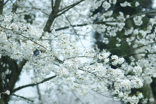 樱花