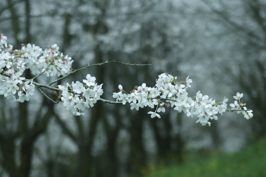 樱花