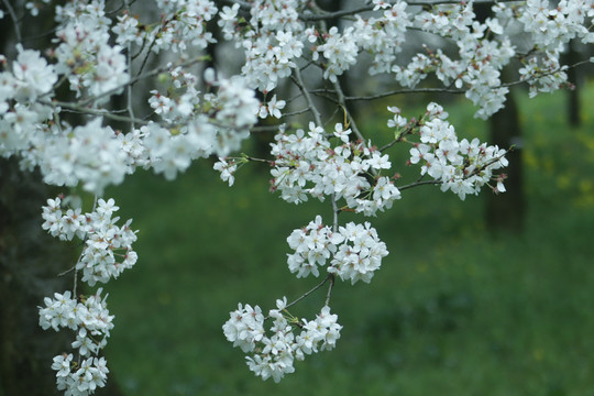 樱花