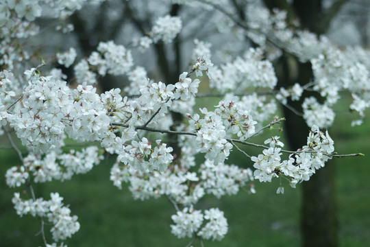 樱花