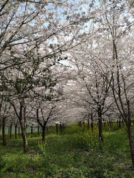 樱花