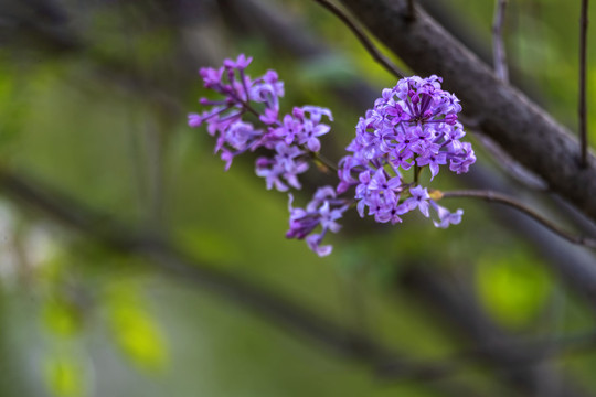 紫丁香花