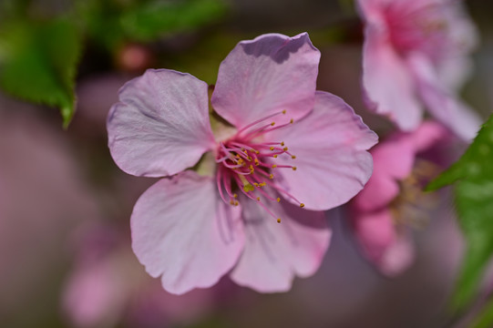 盛开的粉色樱花
