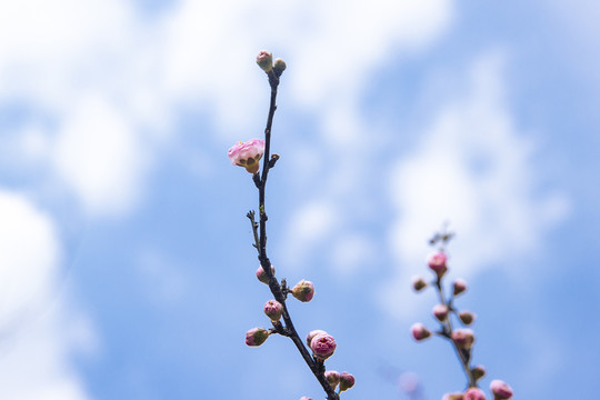 花儿向蓝天绽放