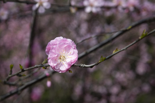 春天的小花