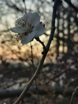 春暖花开