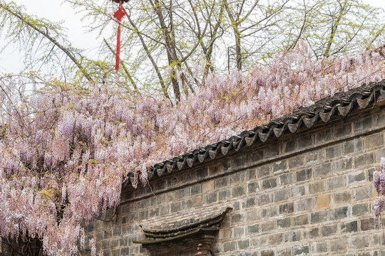 春天紫藤萝花海古建筑老门东