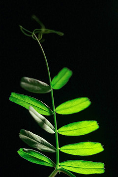 绿色植物树叶枝叶特写黑背景