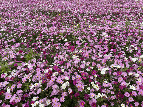 波斯菊花海