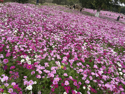 波斯菊花海