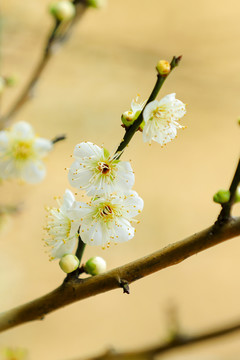 白色梅花