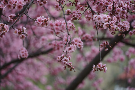 樱花