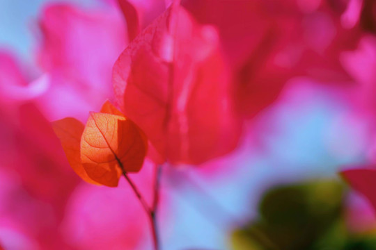 漂亮的叶子花三角梅生态摄影