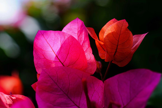 漂亮的叶子花三角梅生态摄影