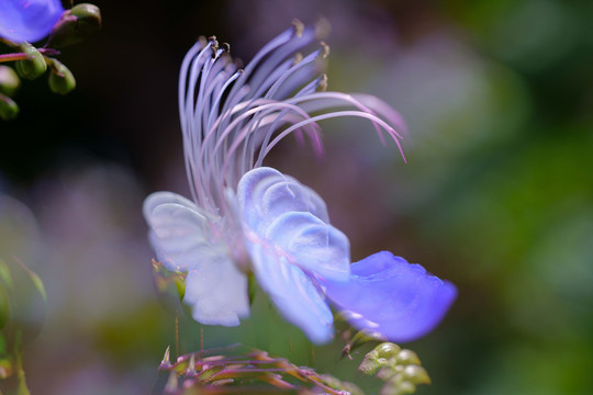 美丽的花卉生态摄影