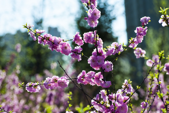 花卉