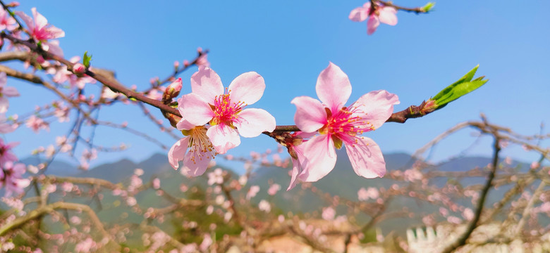 桃花