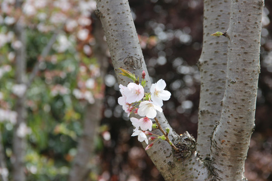 樱花
