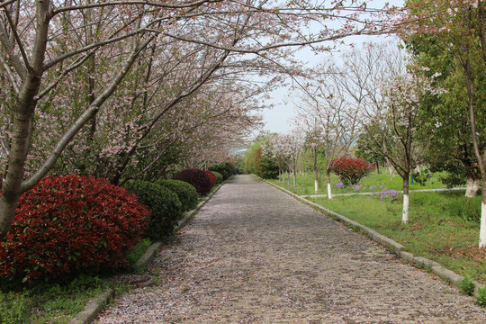 樱花路