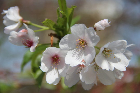 樱花