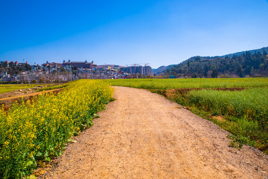 田间土路