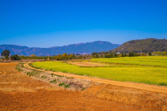 田间土路