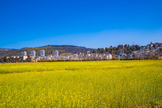 乡村油菜田