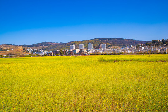 乡村油菜田