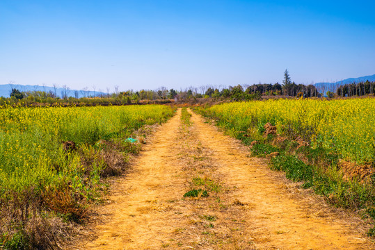田间土路