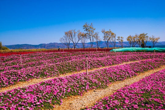 花卉主题公园