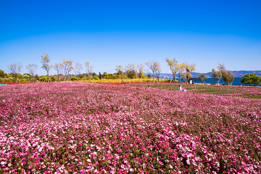 花卉田园