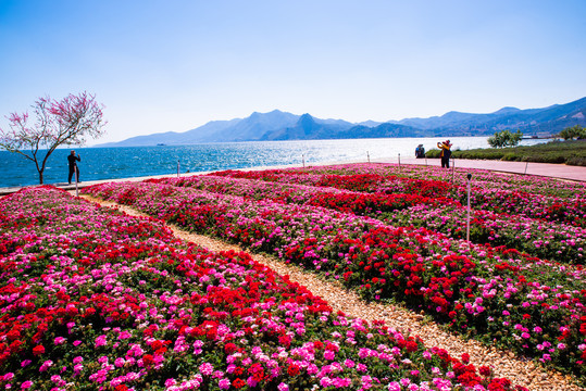 花卉主题公园