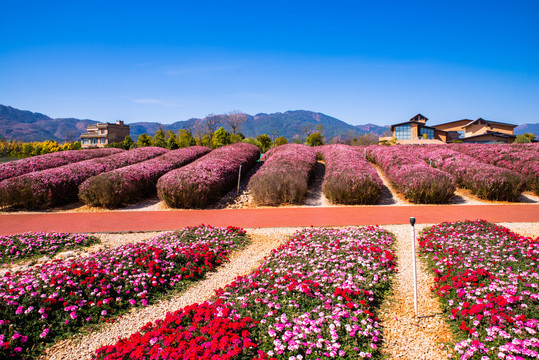 花卉田园