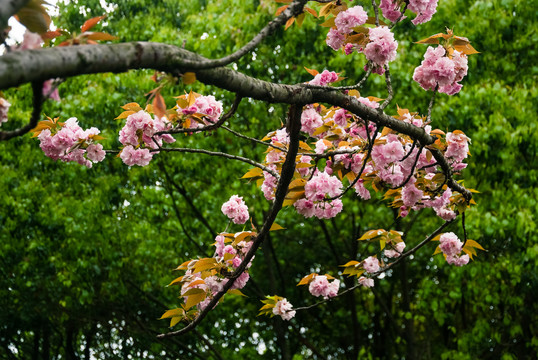 樱花