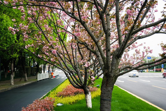 街头绿化樱花