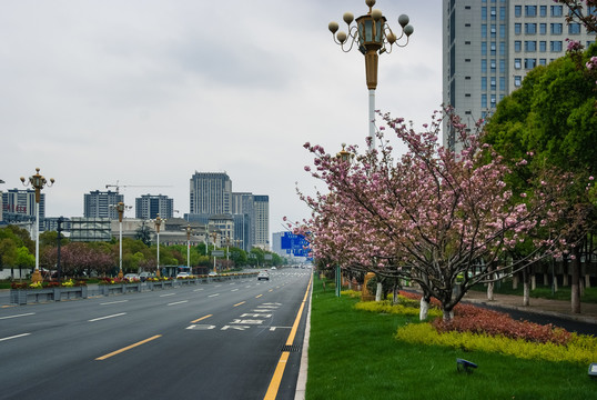 道路樱花